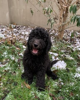 Štěně Labradoodle Draco - 5