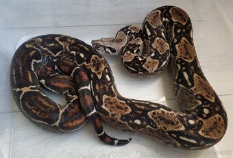Boa imperator - DH Leopard VPI T+ Albino - 5