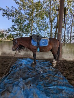 Prodáme valáška welsh mountain pony sekce A - 5
