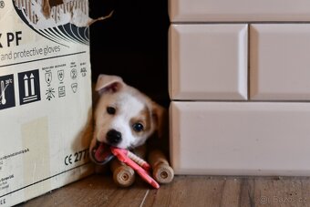 Jack Russell Terrier FCI - 5