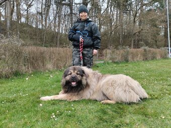 Kavkazský pastevecký pes - krytí pouze fen s PP - 5