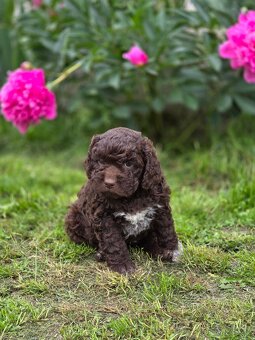 Italský vodní pes s PP - Lagotto romagnolo - 5