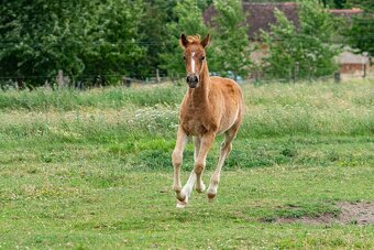 Welsh cob klisna - 5