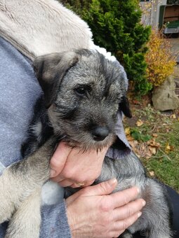 Knírač střední pepř a sůl, štěňata s PP - 5