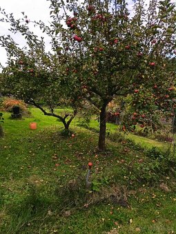 Přenechám zahradu - 5