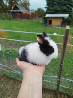 Teddy králík, zakrslý králík Teddy, zakrslý králík - 5