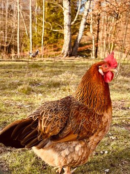 První jarní prodej kuřic 25.2.26 Velký Osek - 5