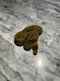 Krajta Královská Python regius Volná mláďata :) - 5