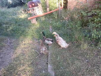 Kachny ruánské a saské - 5