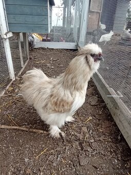 Mauve kohoutek hedvábnička USA - 5