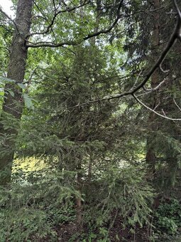 Prodám pozemky v k.ú. Kojice - 5