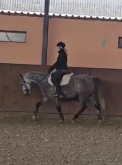 Teplokrevný valach 5 let - 5