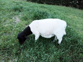 Jehničky 75% Dorper, jehnice, ovce - 5