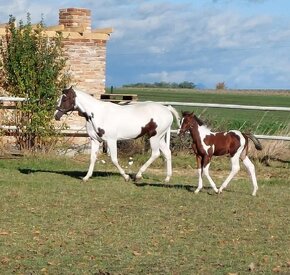 Prodám valacha  american paint horse - 5
