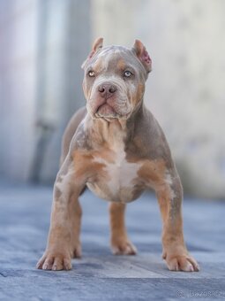 American bully xl, pitbull xxl merle tricolor - 5