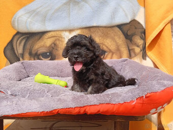 Maltipoo - 5