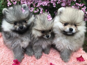 Pomeranian s p.p - 5