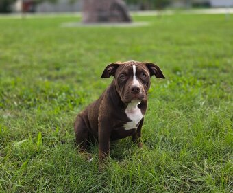 American bully - ch.s. Family Muscle Bullies - 5