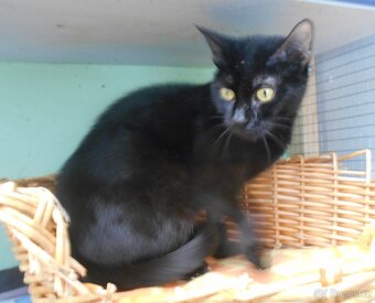 Černá, hodná 1,5-2letá Žofinka - 5