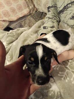 Nabízím štenata Jack Russell teriér - 5