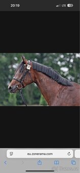 Prodám 3,5 letou krásnou klisnu - 5