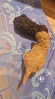 Štěňátka Pudl - 5