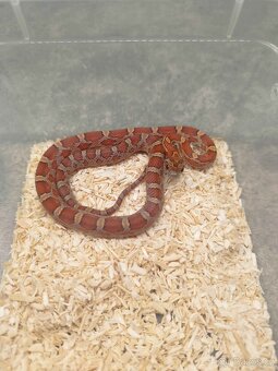Užovka červená (Corn Snake) - 5
