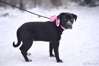 Columbia hledá domov - 5