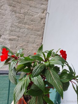 Balzamina - 5