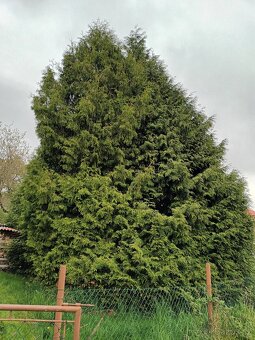 Tuje na věnce - 5
