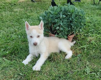 Sibirsky Husky - 5