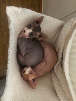 Kanadský sphynx bez PP - 5