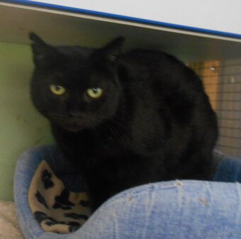 Klidná, hodná, černá 2-3letá Lízinka hledá domov - 5