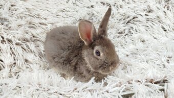 Zakrslý králík, králíček -(REX)-DAMIAN - 5