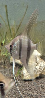 Pterophyllum sp Santa Isabel F1 - 5