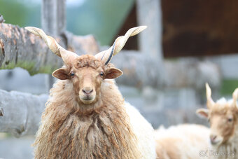 🏠 Prodáme černého berana spolu s nepříbuznou ovcí 🏠 - 5