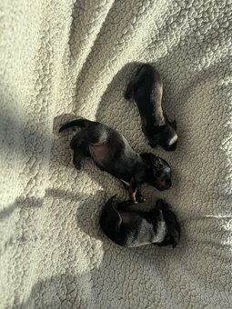 Jezevčík krátkosrstý standard - 5