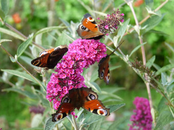 Komule Davidova (Buddlea, Motýlí keř) - viz fota - 5