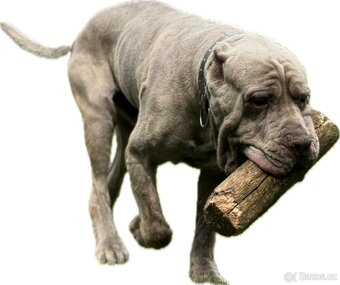 Bandog - 5