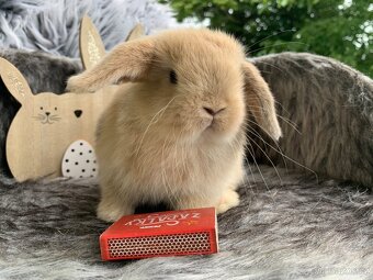 ❤️❤️Krásná Minilop Kralicek veranek miminka - 5