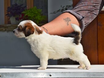 Jack Russell teriér s PP - Moet - 5