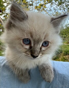 Ragdoll Hello - 5