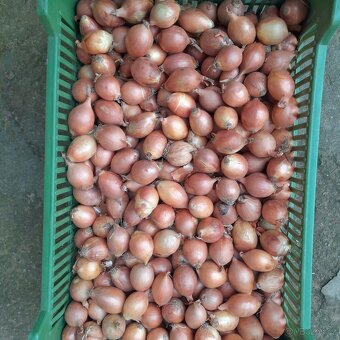 Prodej brambor a cibule - 5