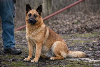 Archanas hledá domov - 5