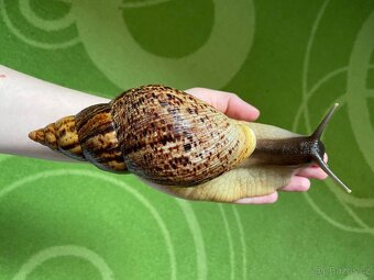 Oblovka síťkovaná (Lissachatina reticulata) 🐌 - 5