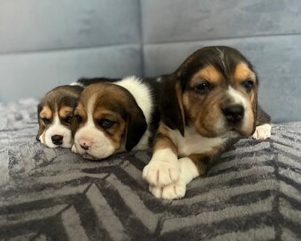 Štěňata bígl, štěně beagle tricolor (1xrezervace) - 5