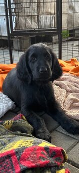 flat coated retriever - 5