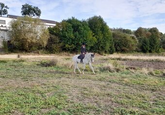 Valach appaloosa - 5