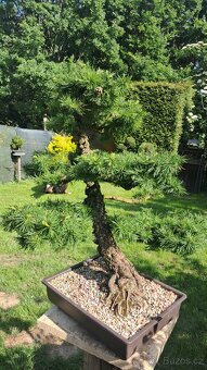 Bonsaj,bonsai Modřín - 5
