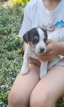 Štěňata Jack Russell Teriér - 5